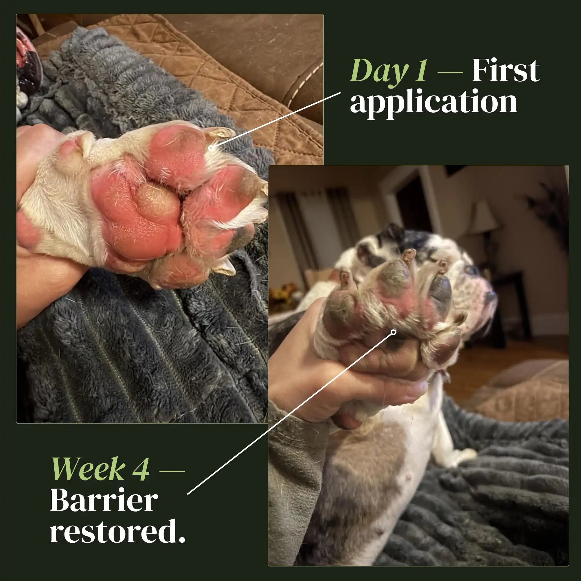 Nuvon Skin Restore Protocol