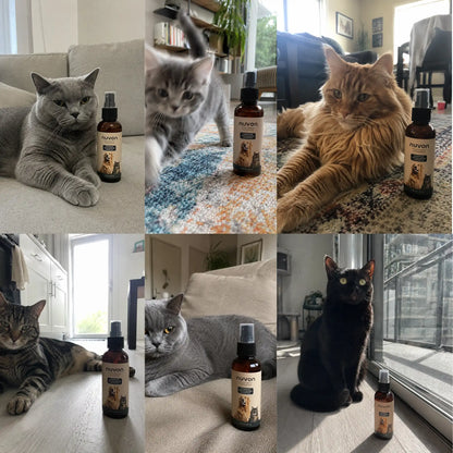 Nuvon Skin Restore Protocol for Cats