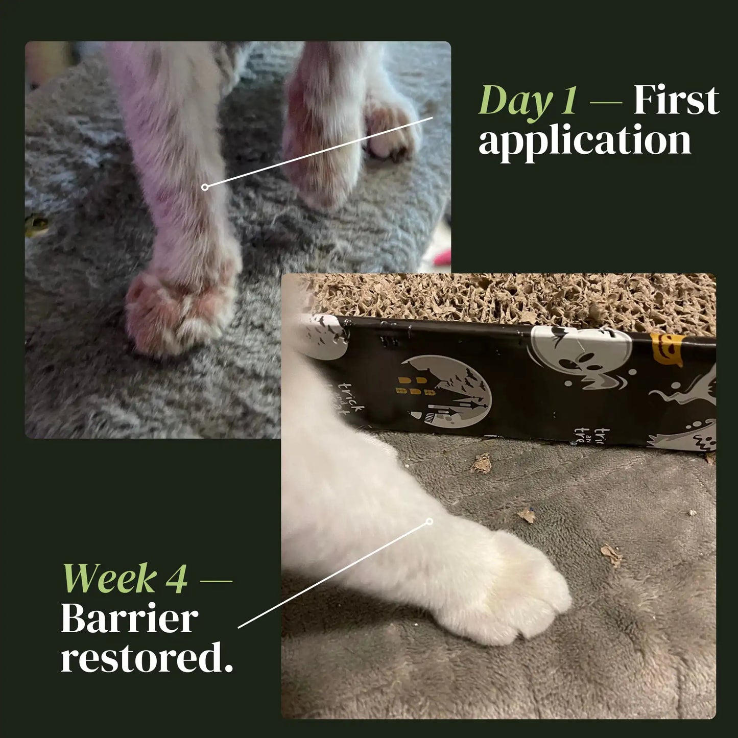 Nuvon Skin Restore Protocol for Cats