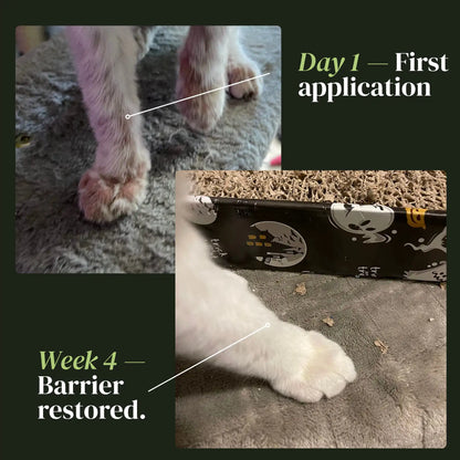 Nuvon Skin Restore Protocol for Cats