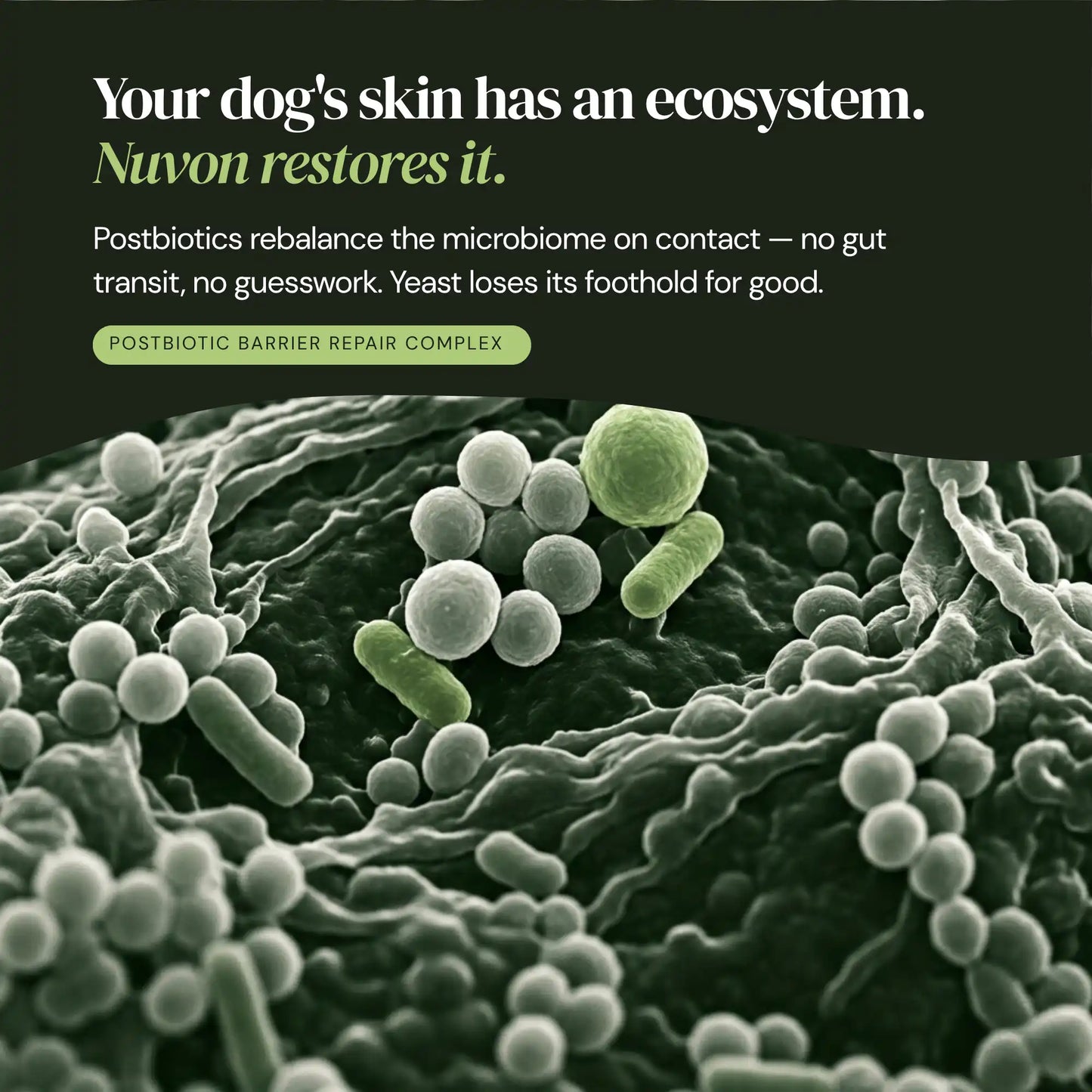 Nuvon Skin Restore Protocol